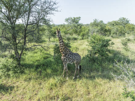 Luftaufnahme einer afrikanischen Giraffe im Balule-Naturreservat, Maruleng, Region Limpopo, Südafrika. - AAEF27270