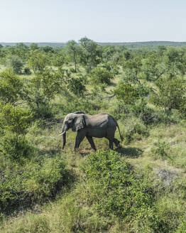 Aerial view of Elephants in Balule Nature Reserve, Maruleng, Limpopo region, South Africa. - AAEF27271