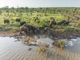 Aerial view of a group of Elephants along the pond in Balule Nature Reserve, Maruleng, Limpopo region, South Africa. - AAEF27272