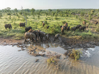 Luftaufnahme einer Gruppe von Elefanten am Teich im Balule-Naturreservat, Maruleng, Region Limpopo, Südafrika. - AAEF27272