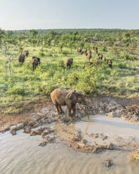 Luftaufnahme einer Gruppe von Elefanten am Teich im Balule-Naturreservat, Maruleng, Region Limpopo, Südafrika. - AAEF27273