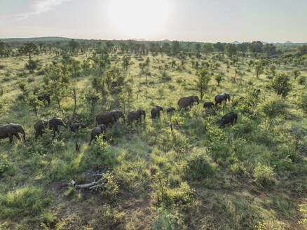Luftaufnahme von Elefanten in der südafrikanischen Savanne (Biome) im Balule Nature Reserve, Maruleng, Limpopo Region, Südafrika. - AAEF27274