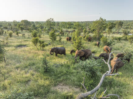 Luftaufnahme von Elefanten in der südafrikanischen Savanne (Biome) im Balule Nature Reserve, Maruleng, Limpopo Region, Südafrika. - AAEF27275