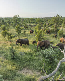 Luftaufnahme von Elefanten in der südafrikanischen Savanne (Biome) im Balule Nature Reserve, Maruleng, Limpopo Region, Südafrika. - AAEF27276