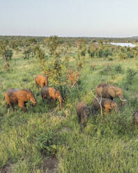 Aerial view of Elephants in the south African savanna (Biome) in Balule Nature Reserve, Maruleng, Limpopo region, South Africa. - AAEF27277