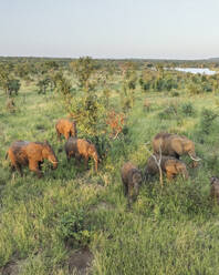 Luftaufnahme von Elefanten in der südafrikanischen Savanne (Biome) im Balule Nature Reserve, Maruleng, Limpopo Region, Südafrika. - AAEF27277