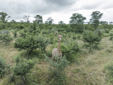 Aerial view of african Giraffe in Balule Nature Reserve, Maruleng, Limpopo region, South Africa. - AAEF27279