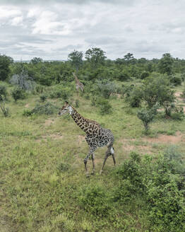 Luftaufnahme einer afrikanischen Giraffe im Balule-Naturreservat, Maruleng, Region Limpopo, Südafrika. - AAEF27280