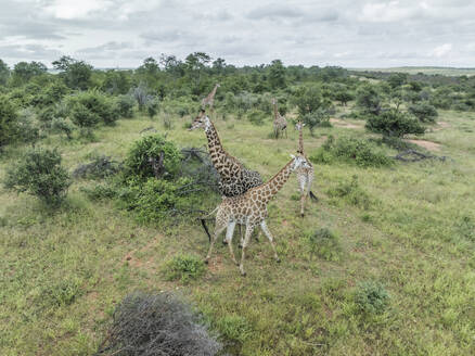 Aerial view of african Giraffe in Balule Nature Reserve, Maruleng, Limpopo region, South Africa. - AAEF27281