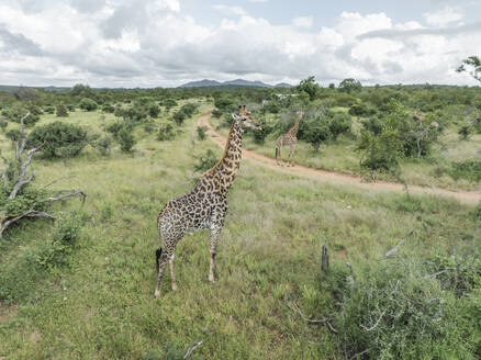 Aerial view of african Giraffe in Balule Nature Reserve, Maruleng, Limpopo region, South Africa. - AAEF27282