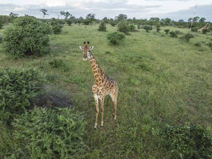 Aerial view of african Giraffe in Balule Nature Reserve, Maruleng, Limpopo region, South Africa. - AAEF27283