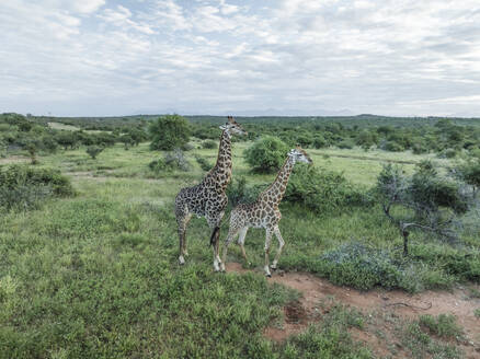 Aerial view of african Giraffe in Balule Nature Reserve, Maruleng, Limpopo region, South Africa. - AAEF27284