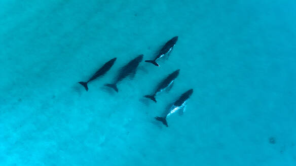 Luftaufnahme einer Drohne von Buckelwalen, die durch Meelup Beach in Westaustralien, Australien, ziehen. - AAEF27373