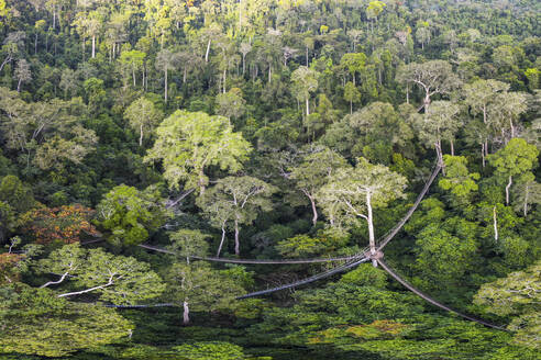 Luftaufnahme des Kakum National Park, Canopy Walk, Central Region, Ghana. - AAEF27435