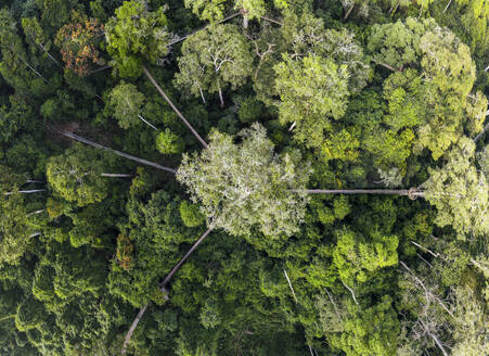 Aerial view of Kakum National Park, Canopy walk, Central Region, Ghana. - AAEF27436