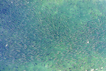 Aerial view of Spawning Salmon coming back to the Silver Bay Fish Hatchery, Silver Bay, Sitka, Alaska, United States. - AAEF27486