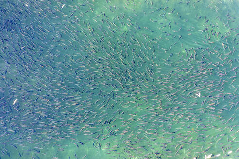 Luftaufnahme von laichenden Lachsen, die zur Silver Bay Fish Hatchery zurückkehren, Silver Bay, Sitka, Alaska, Vereinigte Staaten. - AAEF27486