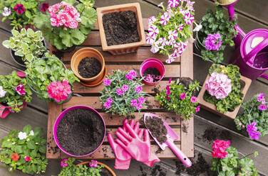 Pink flowers with gardening equipment on bench at balcony - GWF08011