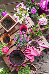 Pots of pink flowers near gardening equipment on bench at balcony - GWF08012
