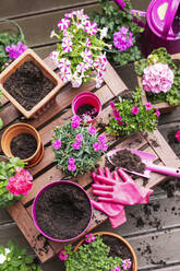 Töpfe mit rosa Blumen neben Gartengeräten auf einer Bank auf dem Balkon - GWF08012