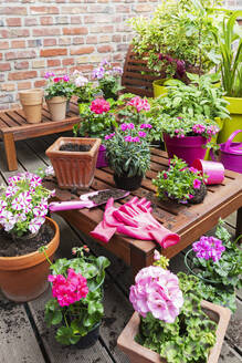 Töpfe mit rosa Blumen und Gartengeräte auf einer Bank im Balkongarten - GWF08013