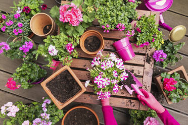 Woman gardening pink flowers at balcony garden - GWF08014