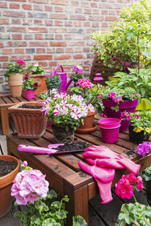 Töpfe mit rosa Blumen mit Kelle und Handschuhen auf einer Bank auf dem Balkon - GWF08015