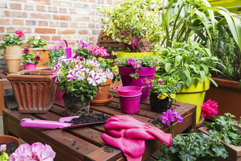 Pink flowers pots near trowel and gloves on bench at balcony - GWF08016