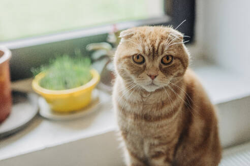 Scottish fold ginger Katze sitzt in der Nähe von Fenster zu Hause - VSNF01730