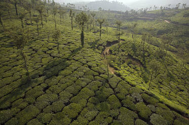 Aerial view of Kalpetta tea plantations, Wayanad district, Kerala, India. - AAEF27750