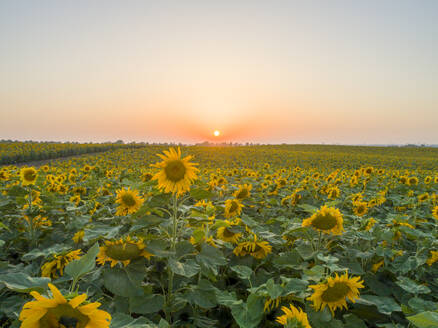Aerial view of sunflower field at sunset, Central District, Israel. - AAEF27783