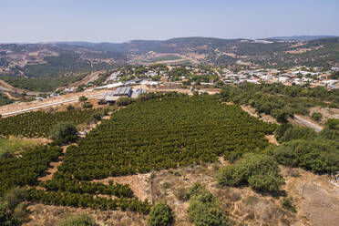 Aerial view of a green vineyard with terraced rows in Northern District, Israel. - AAEF27802