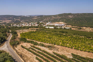 Aerial view of a beautiful green vineyard in Northern District, Israel. - AAEF27803