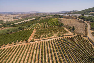 Aerial view of vineyard in Northern District, Israel. - AAEF27804