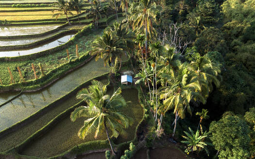 Luftaufnahme der Senaru-Reisfelder, Lombok, Indonesien. - AAEF27899