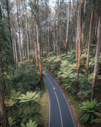 Luftaufnahme einer Drohne vom berühmten Black Spur Drive in Dandenong, Victoria, Australien. - AAEF27944