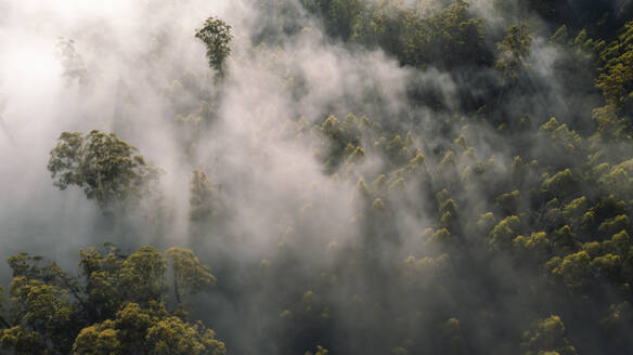 Aerial drone view of the forest in the Dandenong Ranges, Yarra Valley, Victoria, Australia. - AAEF27962