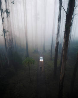 Drohnenaufnahme einer männlichen Person im Wald in den Dandenong Ranges, Yarra Valley, Victoria, Australien. - AAEF27970