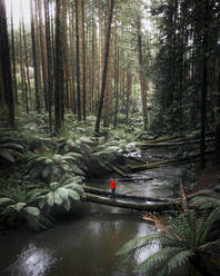 Drohnenansicht des viktorianischen Waldes und des Wasserfalls im Great Otway National Park, Victoria, Australien. - AAEF27974