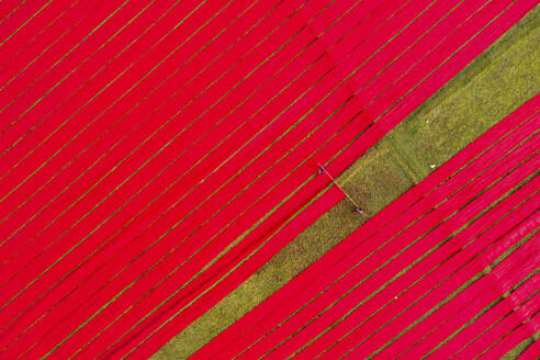 Aerial view of people working with red cloth drying lines at textile factory, Narsingdi, Bangladesh. - AAEF28011