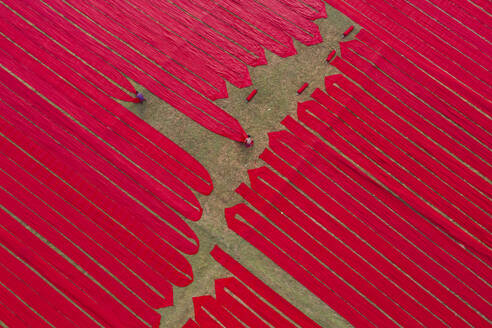 Aerial view of people working with red cloth drying lines at textile factory, Narsingdi, Bangladesh. - AAEF28013