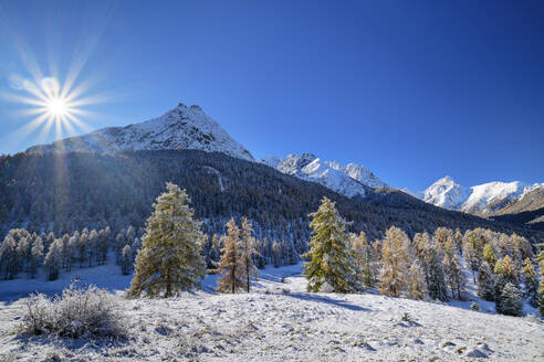 Lärchen in der Nähe der schneebedeckten Sesvenna-Alpen an einem sonnigen Tag, Tarasp, Unterengadin, Engadin, Graubünden, Schweiz - ANSF00795