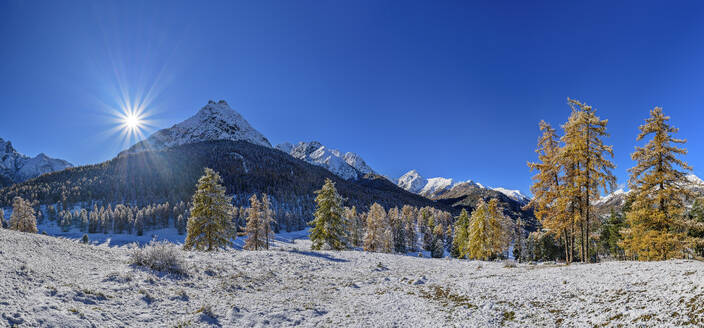 Lärchen in der Nähe der schneebedeckten Sesvenna-Alpen, Tarasp, Unterengadin, Engadin, Graubünden, Schweiz - ANSF00796