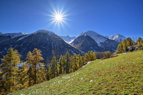 Grüne Lärchen in der Nähe der Sesvenna-Alpen an einem sonnigen Tag, Unterengadin, Engadin, Graubünden, Schweiz - ANSF00799