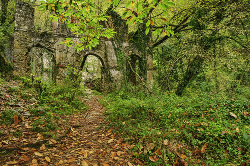 Overgrown plants around ruins in forest, Camaiore, Apuan Alps, Tuscany, Italy - ANSF00805