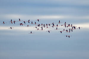 Schwarm Flamingos fliegt in den Himmel, Italien - ANSF00808