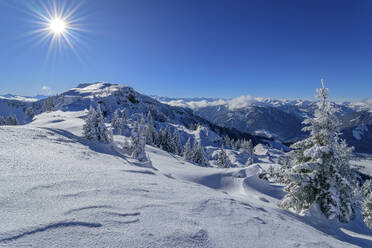 Schneebedeckte Fichten an der Schwalbenwand im Winter an einem sonnigen Tag, Dientener Berge, Salzburg, Österreich - ANSF00831