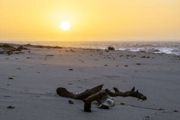 Germany, Schleswig-Holstein, Hornum, Driftwood on Hornum Odde beach at sunrise - KEBF02853