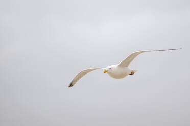 Weiße Möwe fliegt gegen den Himmel - KEBF02859