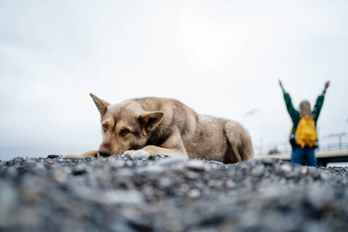 Lonely dog with woman in background - MDOF01947